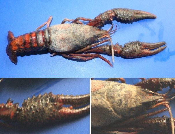 freshwater lobster shrimp: Procambarus clarckii